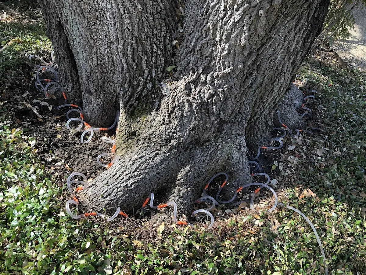 Detailed Tree Cabling and Bracing job site in Campbelltown