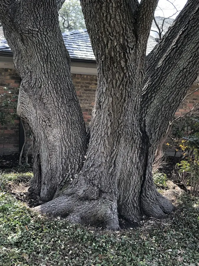 Mature heritage tree close to a Campbelltown property cared for by certified arborists
